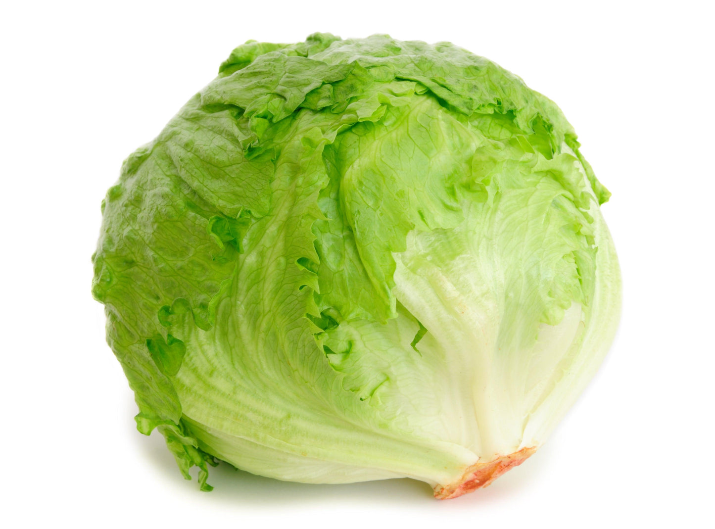 Organic Crispino Iceberg Lettuce