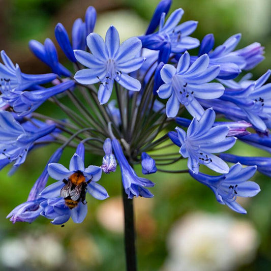 (African Lilies) Agapanthus Blue (2/pk)