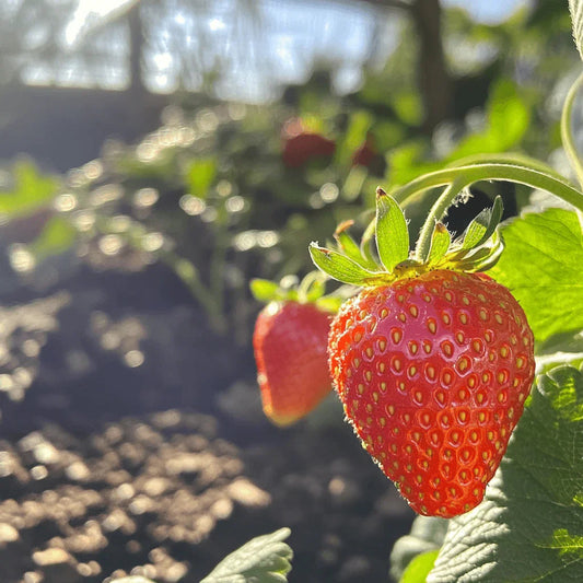 Organic Albion Strawberry Plants