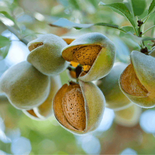 All-In-One Potted Almond Tree