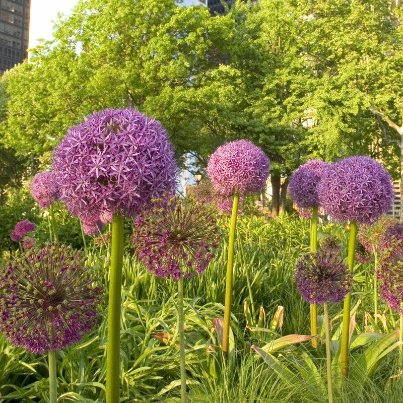 Allium Purple Sensation (Pack of 8)