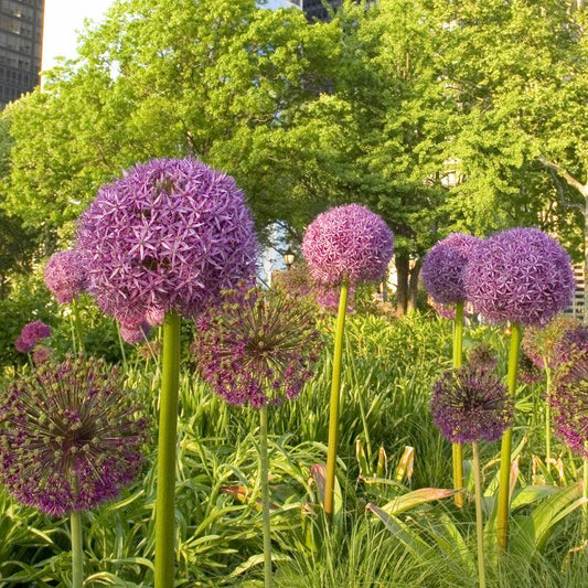 Allium Purple Sensation (Pack of 8)