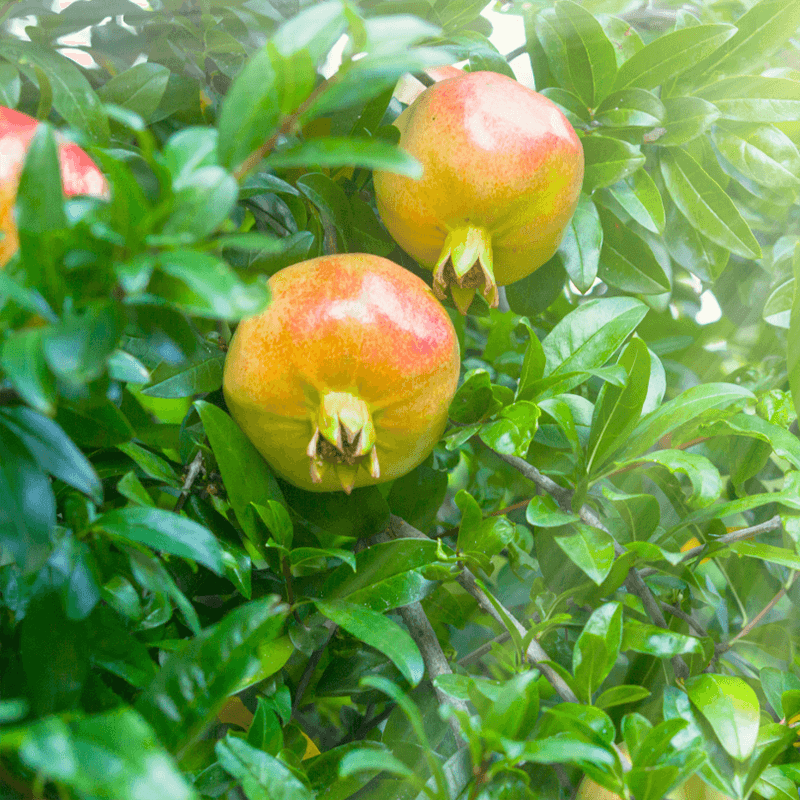 Potted Pomegranate Tree - Ambrosia
