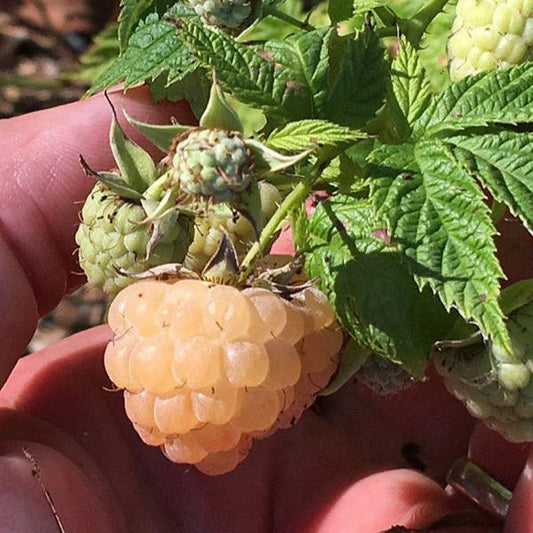 Potted Raspberry - Anne Golden