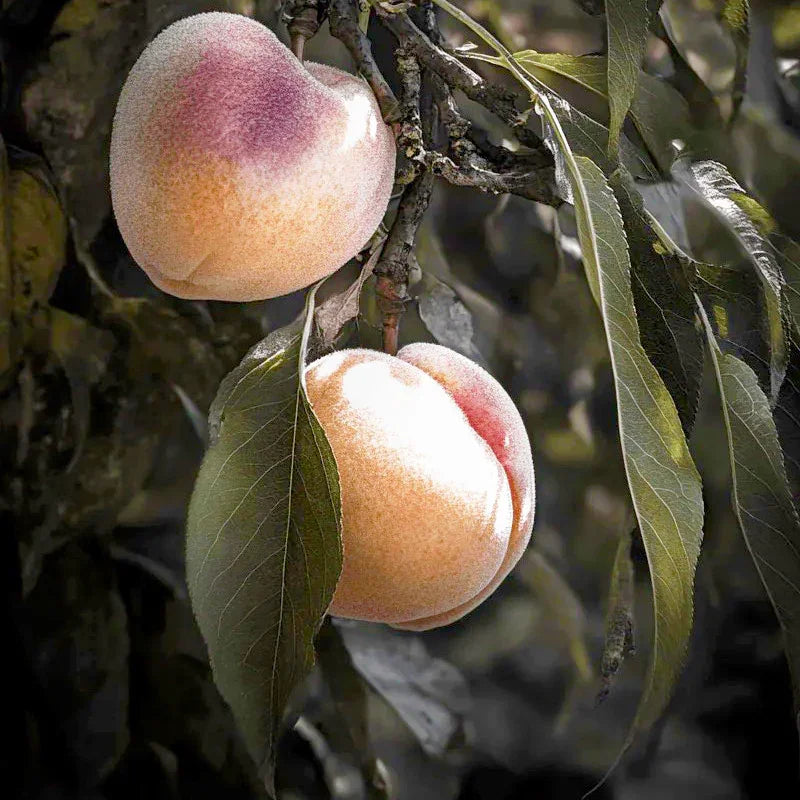Arctic Supreme Peach Tree