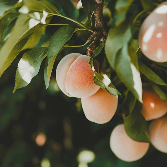 Arctic Supreme Peach Tree