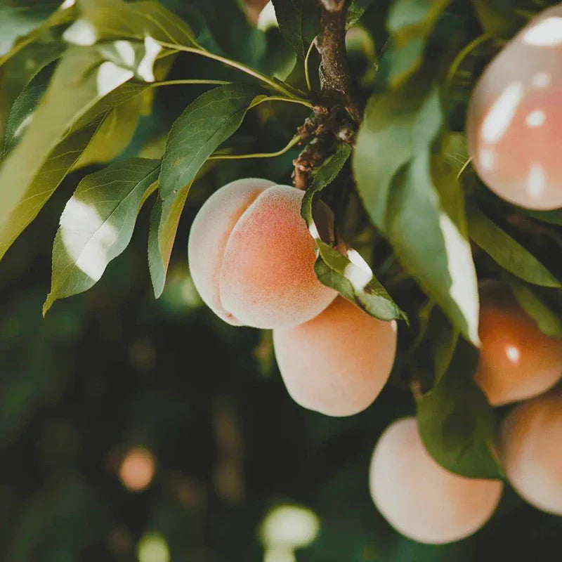 Arctic Supreme Peach Tree