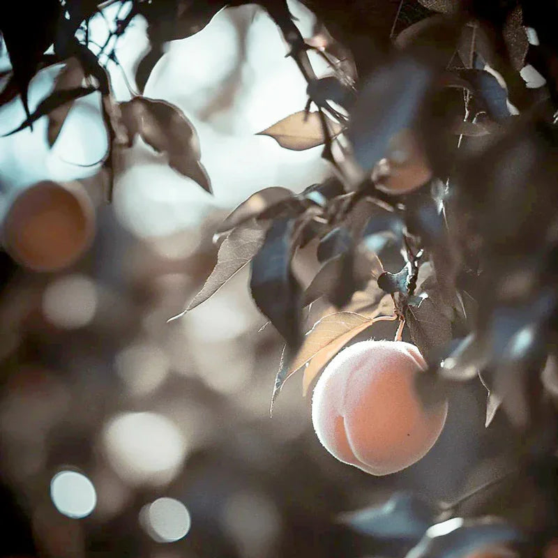 Arctic Supreme Peach Tree