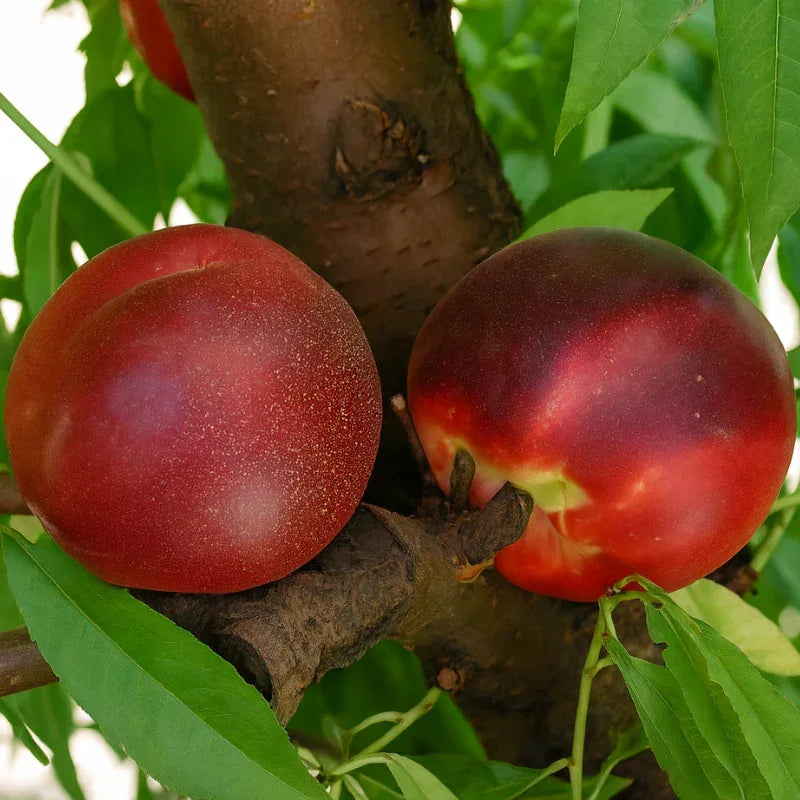 White Peach/Nectarine, 3 on 1 Multi Grafted Fruit Tree