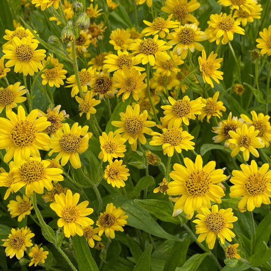 Meadow Arnica Seeds (Organic)