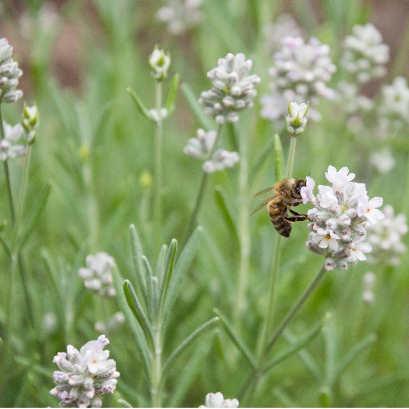 Organic Arctic Snow Lavender (1 Gallon)