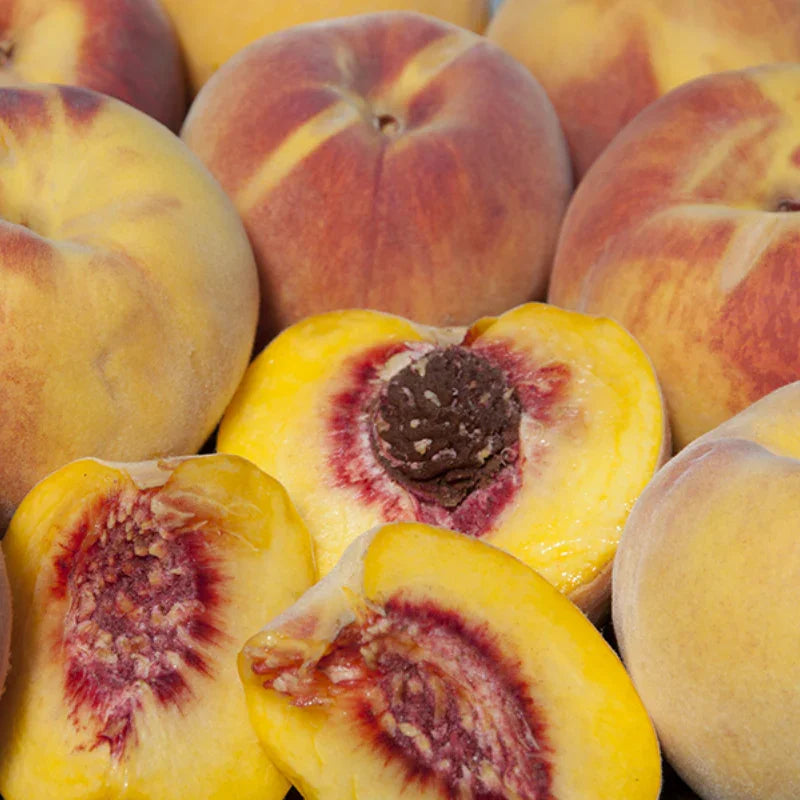 Zaiger Pride Peach, 3 on 1 Multi Grafted Fruit Tree