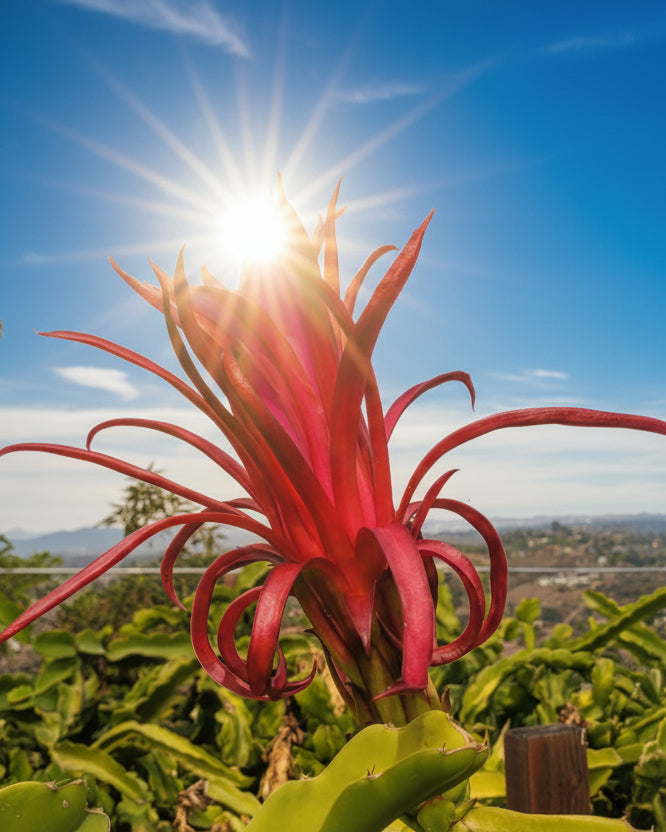 Organic Ax Dragon Fruit Cuttings