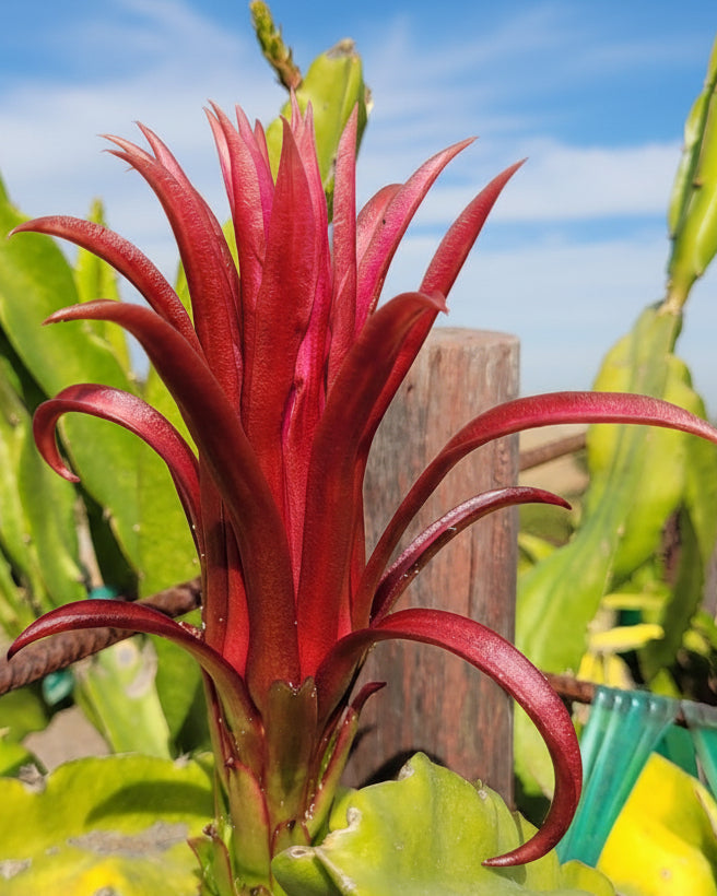 Organic Ax Dragon Fruit Cuttings