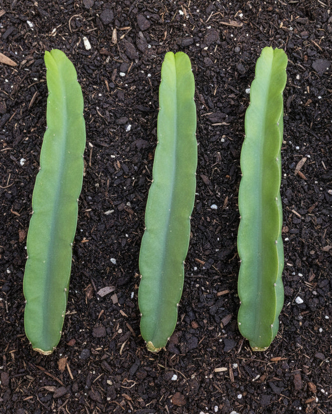 Organic Ax Dragon Fruit Cuttings