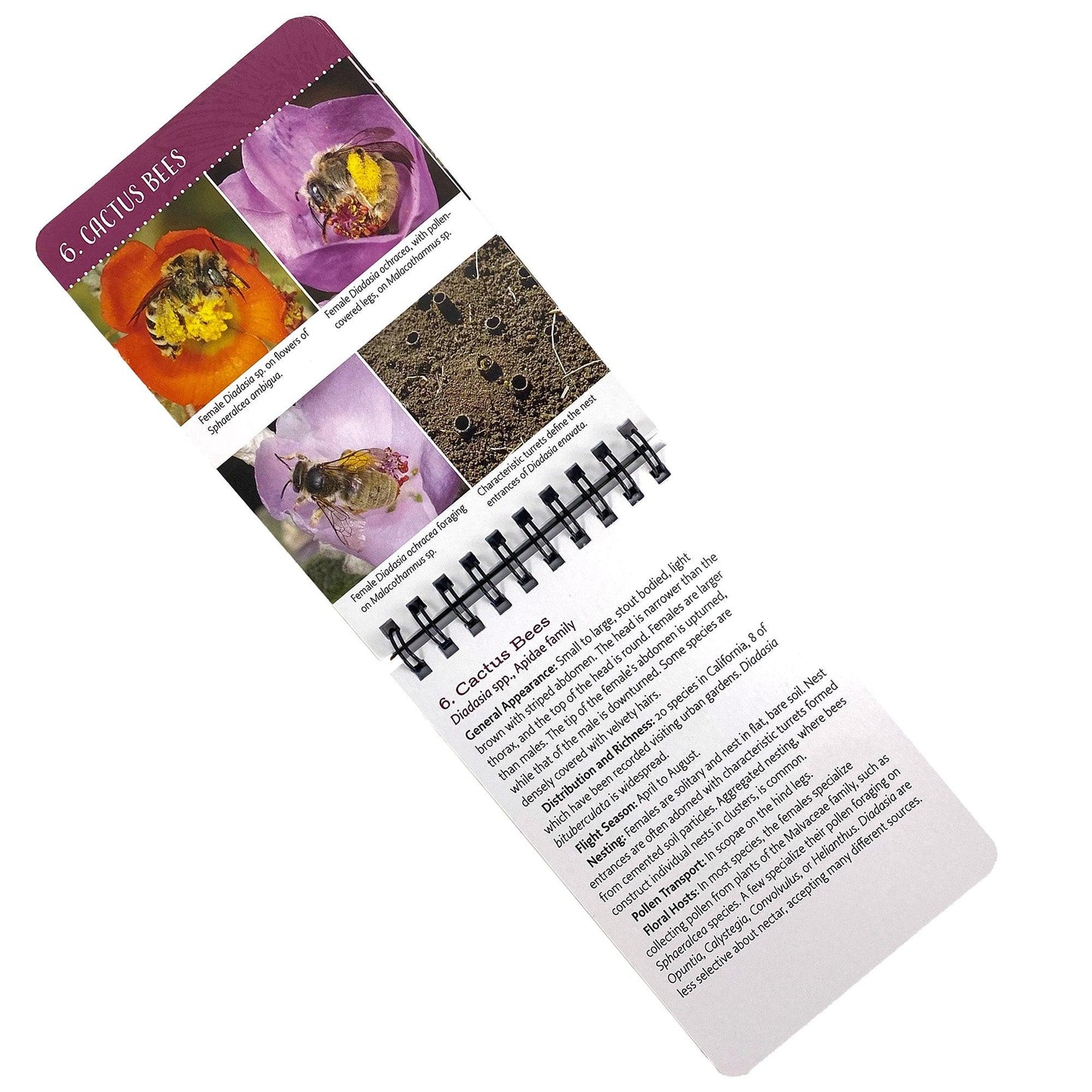 Common Bees in California Gardens ID Cards
