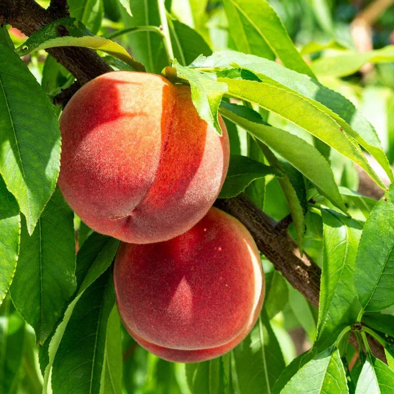 White Peach/Nectarine, 3 on 1 Multi Grafted Fruit Tree