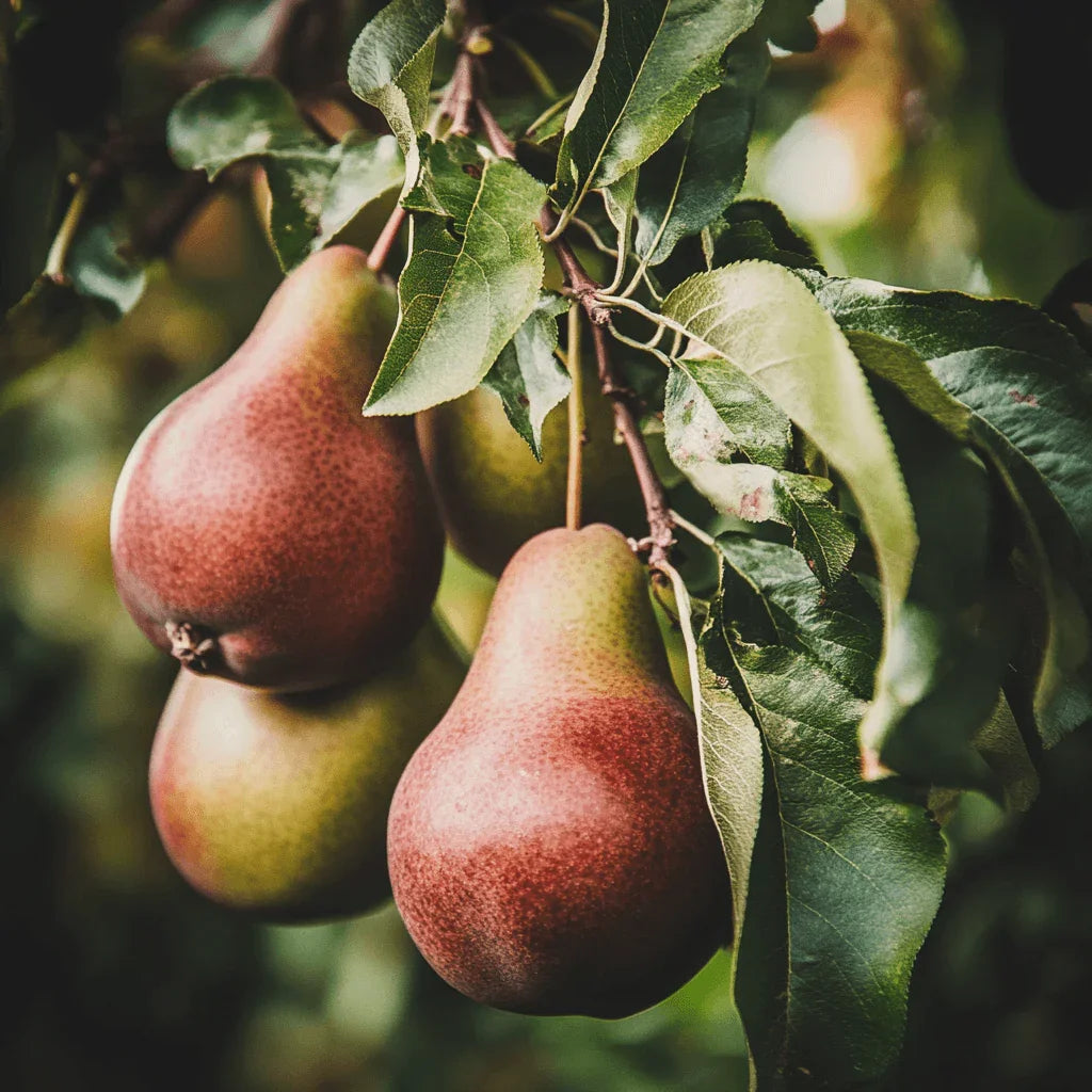 Semi-Dwarf Pear, 2 on 1 Multi Grafted Fruit Tree