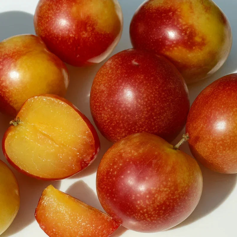Japanese Plum, 3 on 1 Multi Grafted Fruit Tree