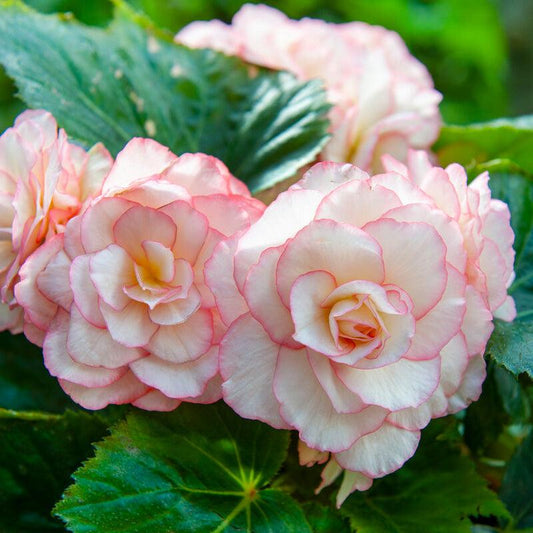 Begonia Double Bouton de Rose (Pack of 2)