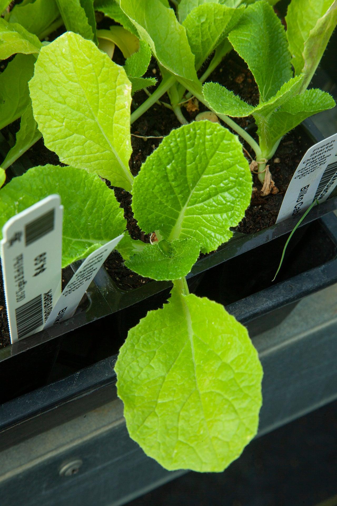 Organic Round Green Cabbage