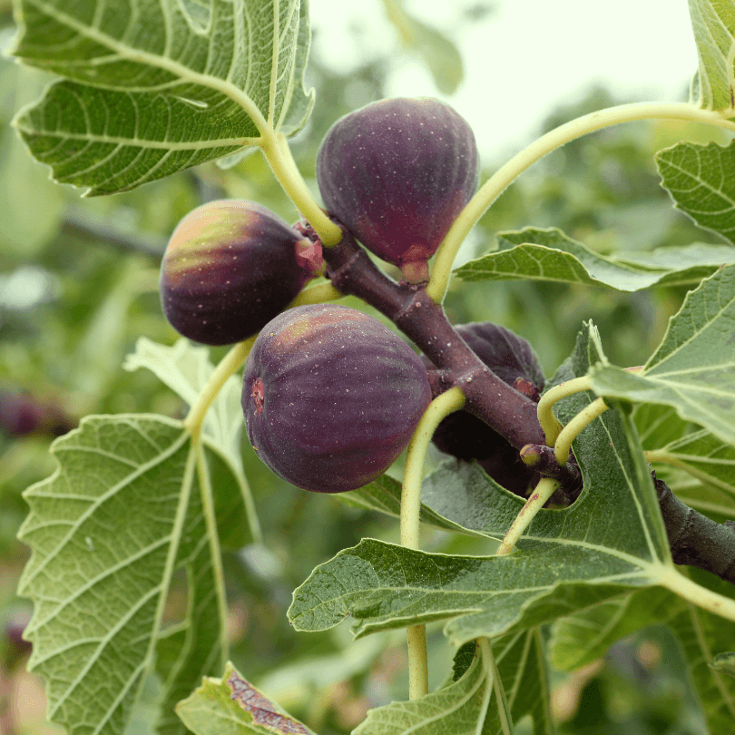 Black Jack Fig Tree