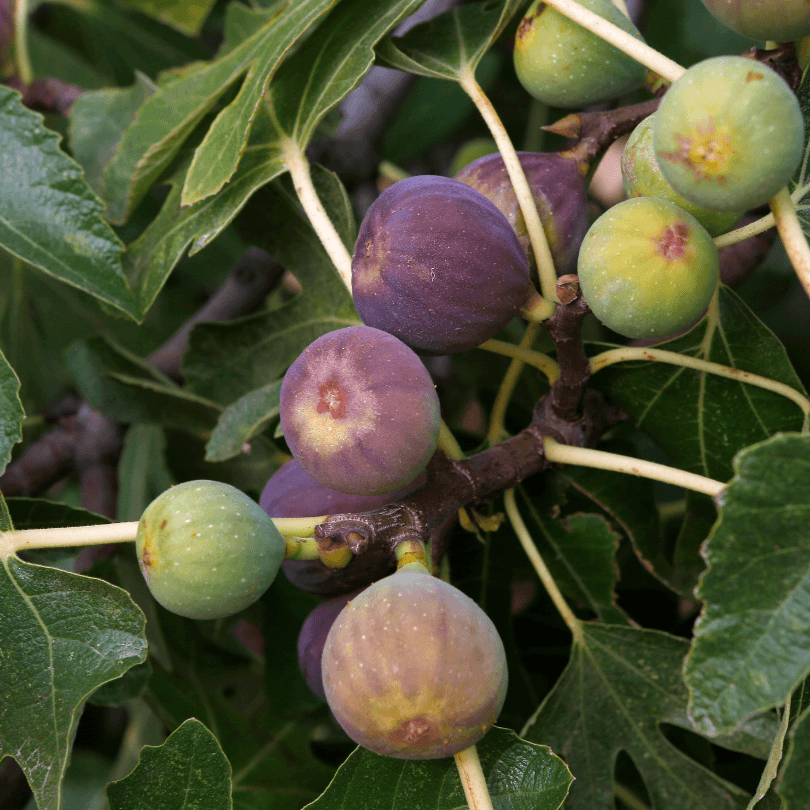 Black Mission Potted Fig Tree