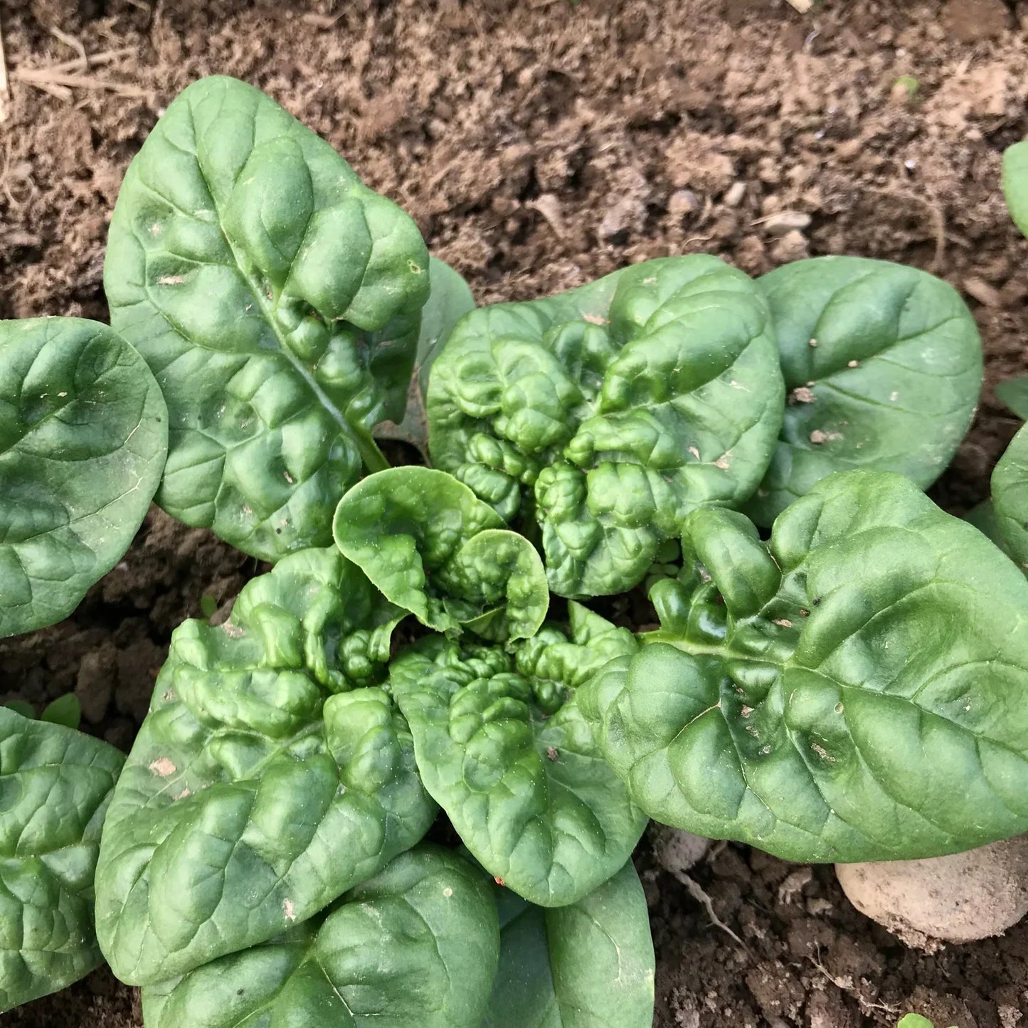 Winter Greens Seeds Mix (Organic)