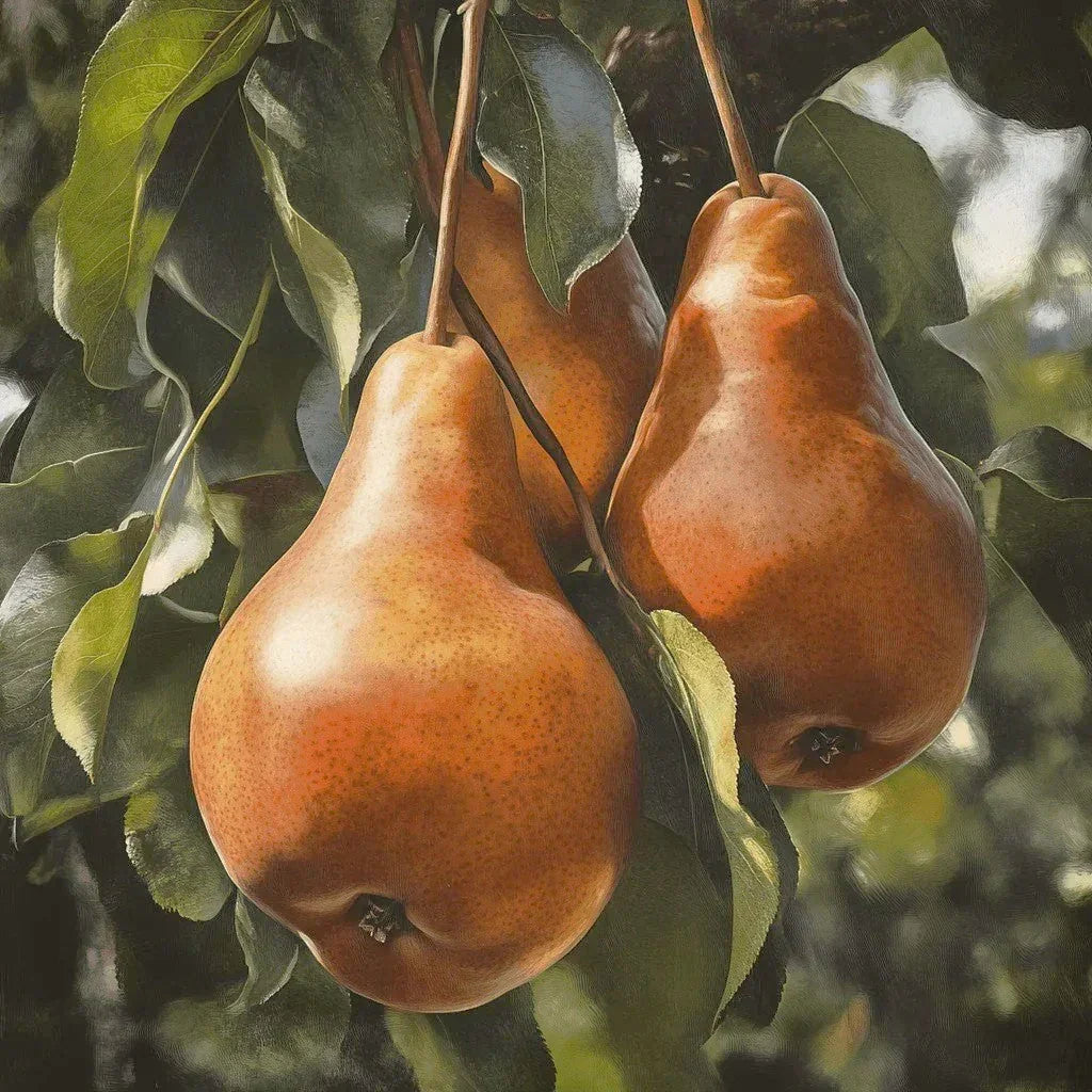 Bosc Pear Tree