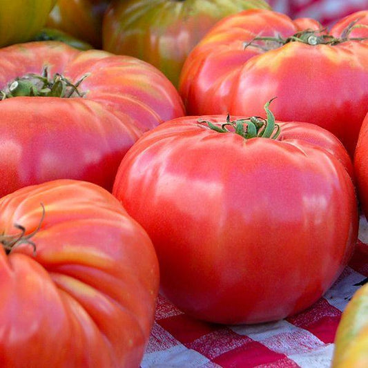Brandywine Pink Tomato Seeds (Organic)