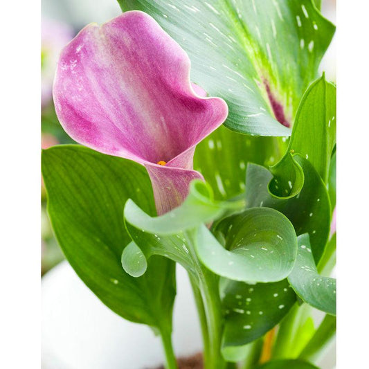 Zantedeschia (Calla Lily) Denver (Pack of 1)