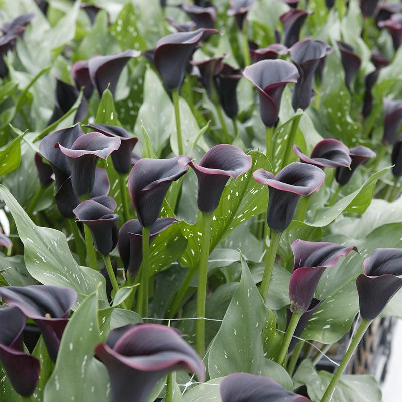 Zantedeschia (Calla Lily) Dubai Nights (Pack of 1)
