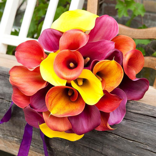 Zantedeschia (Calla Lily) Tequila Sunrise Blend (Pack of 3)