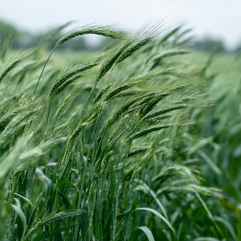 Cereal Rye Seed (Cold Hardy) (lb)