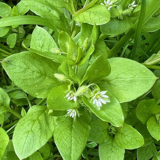 Chickweed (Organic)