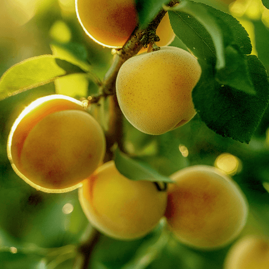 Chinese Apricot Tree