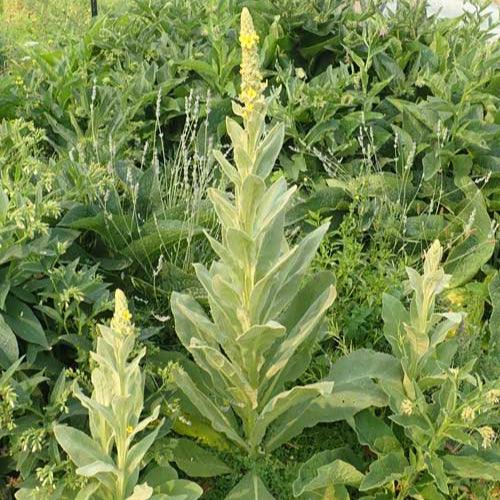 Mullein Seeds (Organic)
