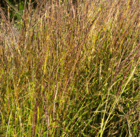 Peaceful Valley Companions Grass Cover Crop Mix (lb)