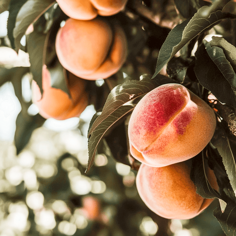 Contender Peach Tree