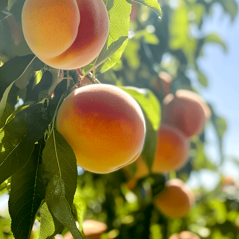 Contender Peach Tree