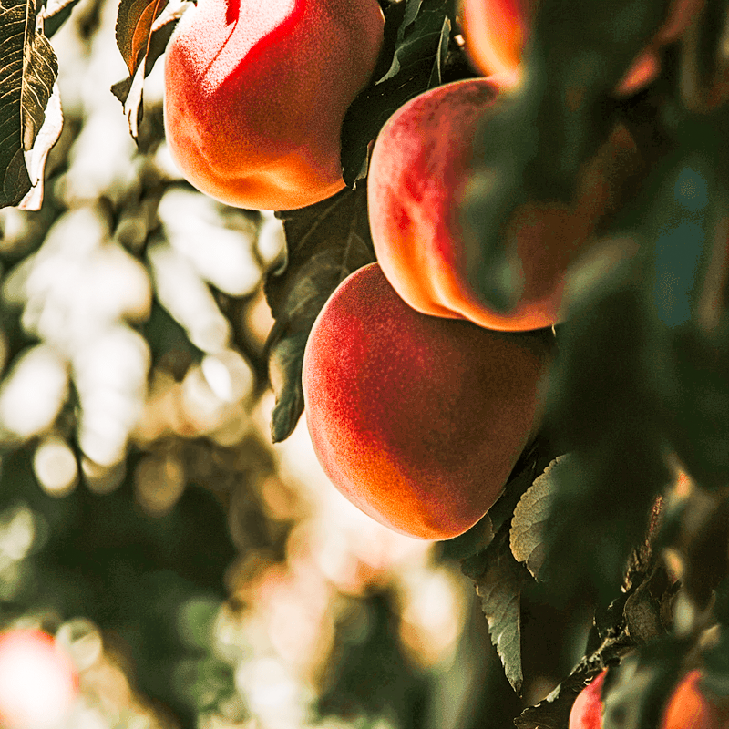 Contender Peach Tree