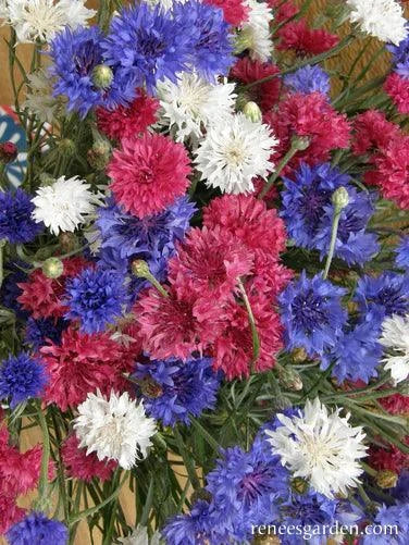 4th of July Cornflower Mix
