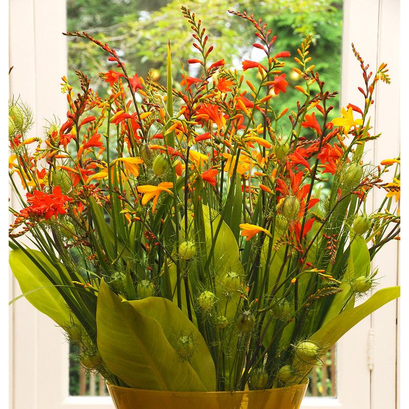 (Montbretia) Crocosmia Mixture (8/pk)