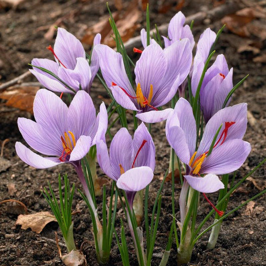 Crocus Sativus Saffron (Pack of 12)