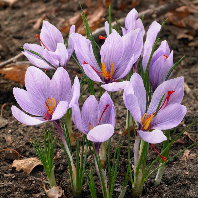 Crocus Sativus Saffron (Pack of 12)
