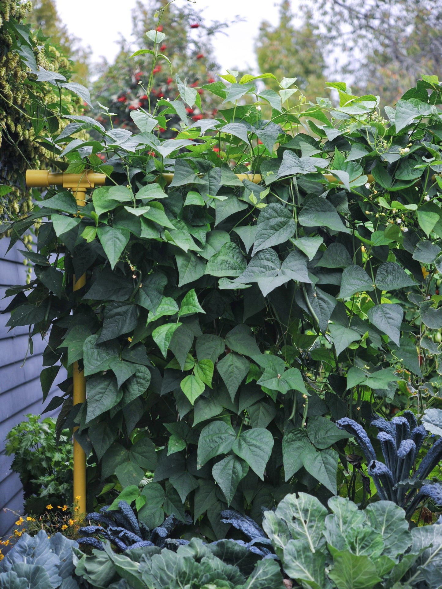 Freyr Trellis