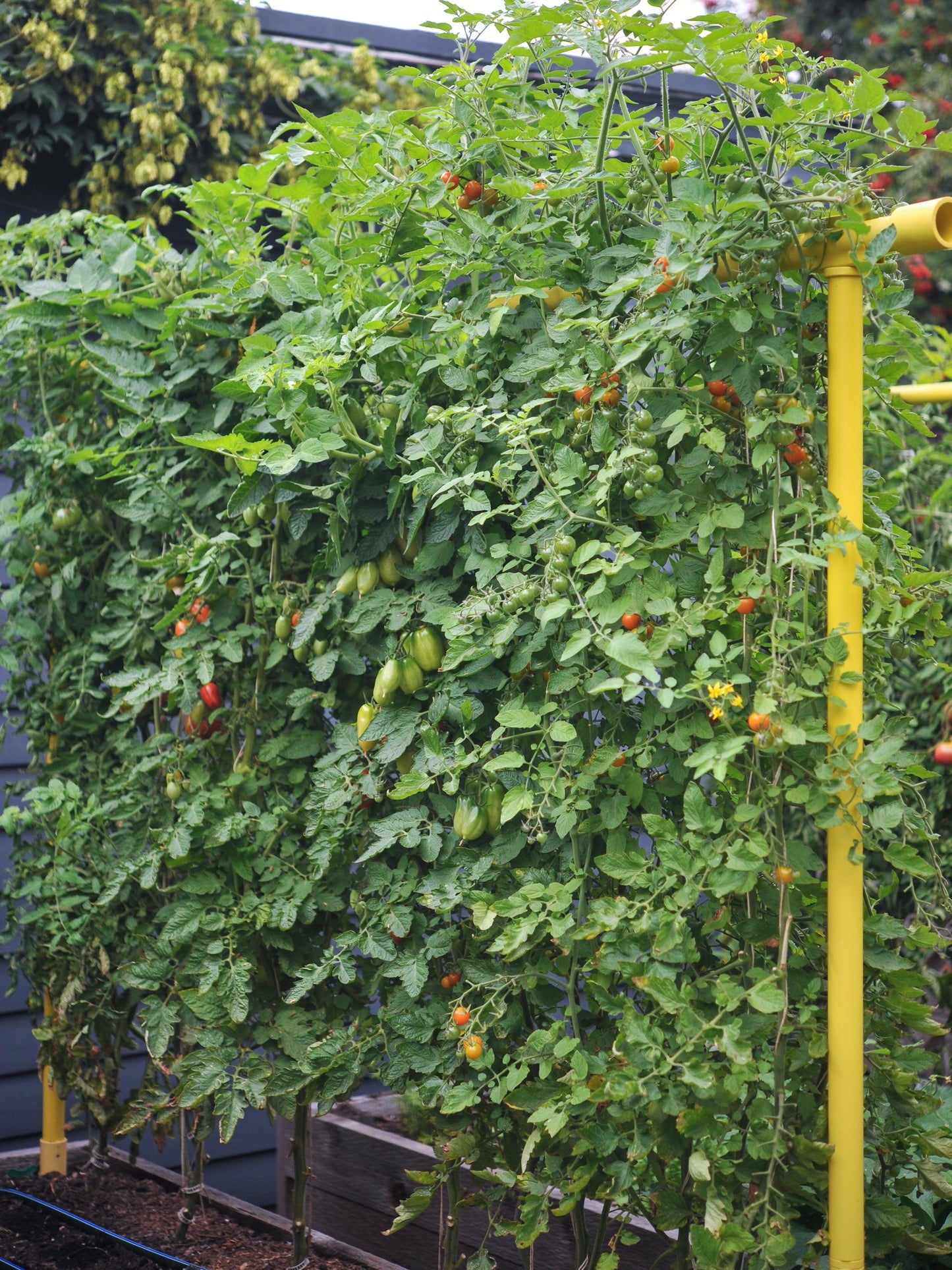 Freyr Trellis