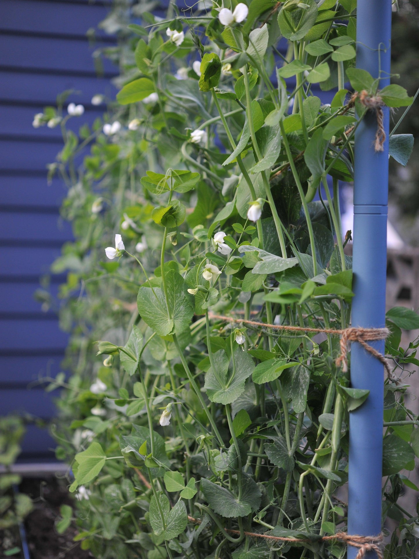 Freyr Trellis