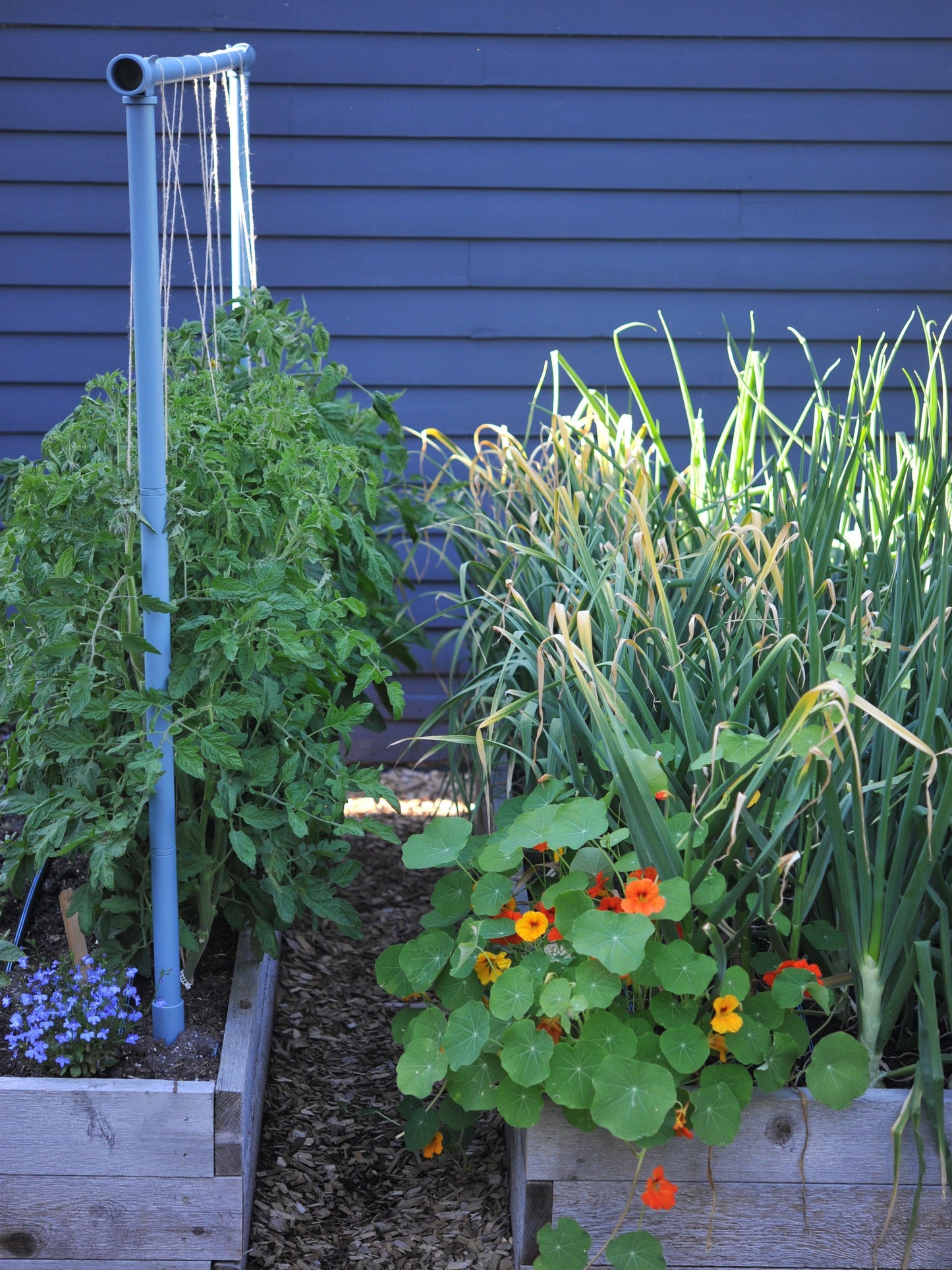 Freyr Trellis