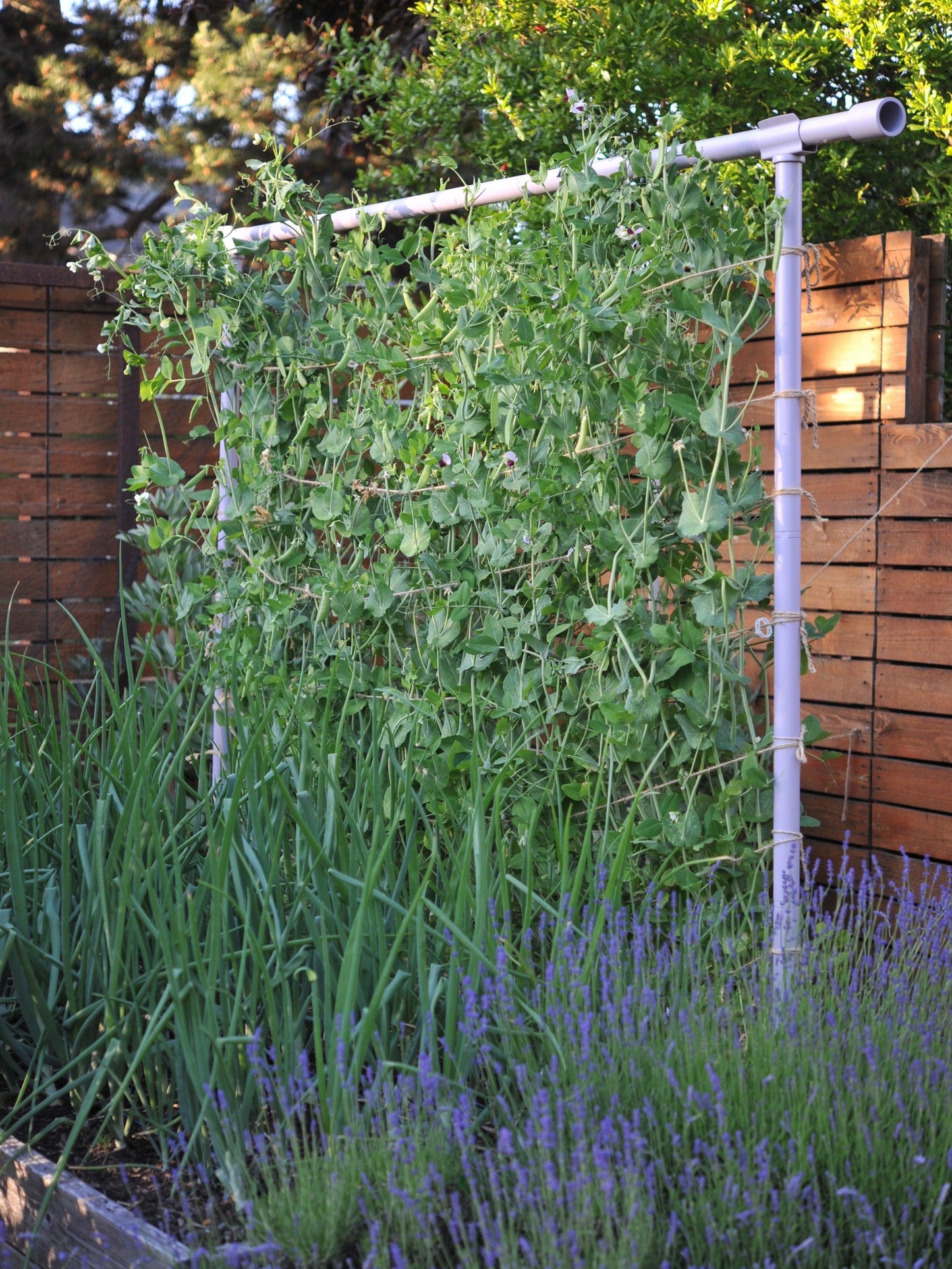 Freyr Trellis
